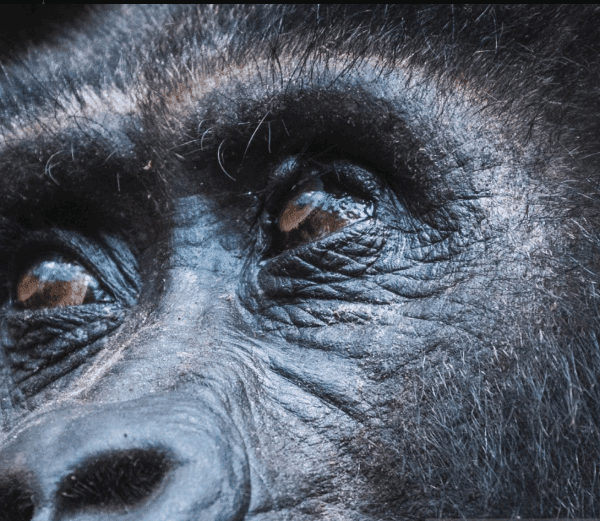 Gorilla Trekking Difficulty Level: An Inspirational Journey Through Challenge and Triumph