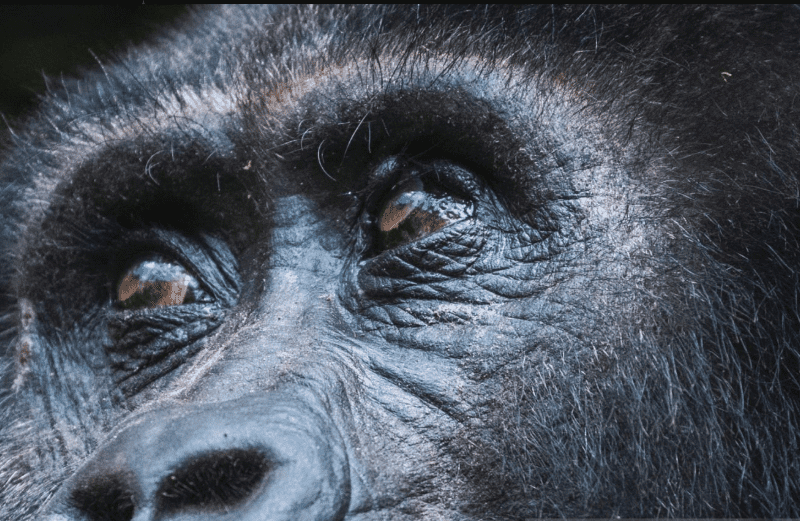 Gorilla Trekking Difficulty Level: An Inspirational Journey Through Challenge and Triumph