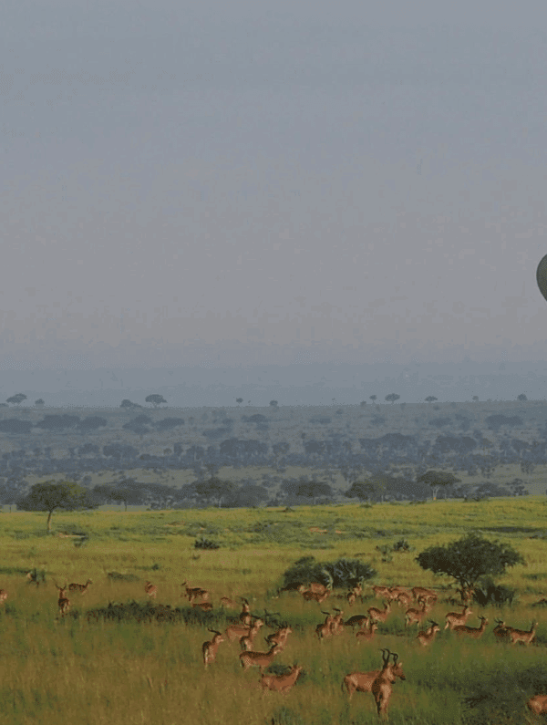 The Unforgettable Aftermath: How a Hot Air Balloon Safari Changes You Forever