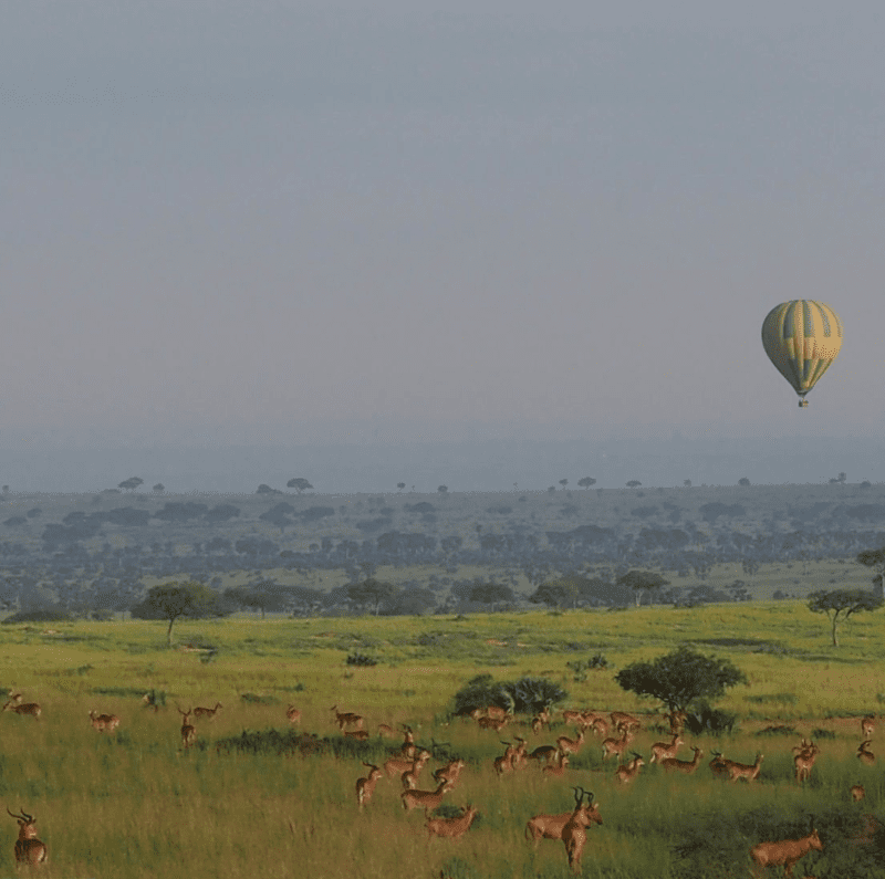 The Unforgettable Aftermath: How a Hot Air Balloon Safari Changes You Forever