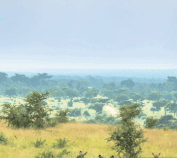 Uganda Photography Safaris – Best Spots for Capturing the Pearl of Africa