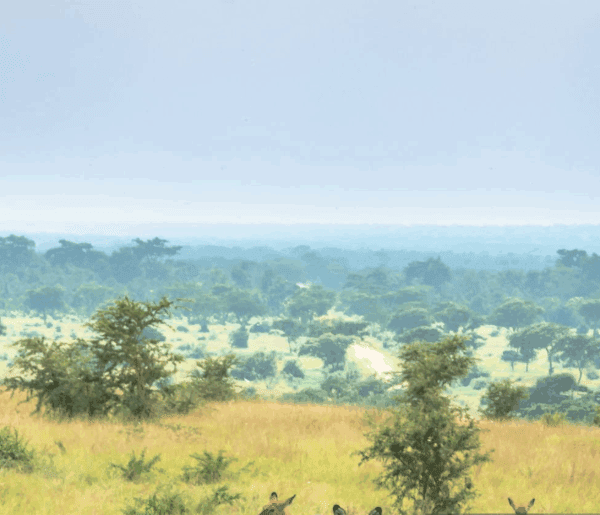 Uganda Photography Safaris – Best Spots for Capturing the Pearl of Africa