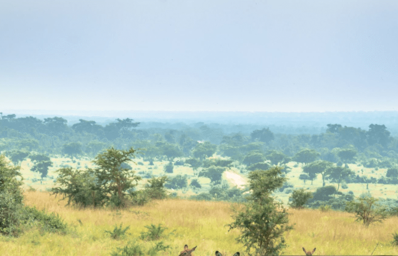 Uganda Photography Safaris – Best Spots for Capturing the Pearl of Africa