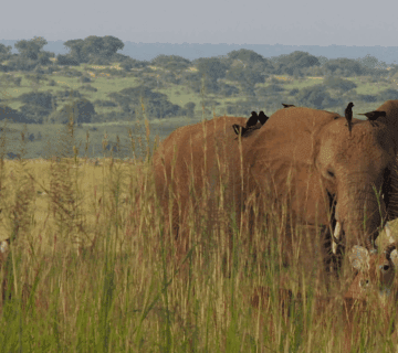 Uganda Safari Seasons – When to Go for an Unforgettable Adventure