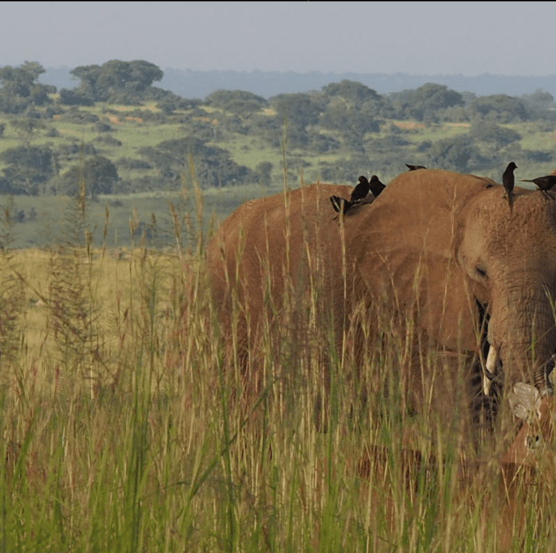 Uganda Safari Seasons – When to Go for an Unforgettable Adventure