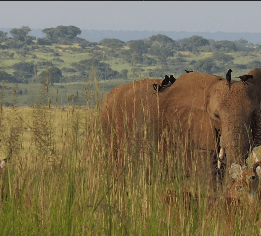 Uganda Safari Seasons – When to Go for an Unforgettable Adventure