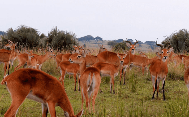 Uganda Safari Extensions – Rwanda & Kenya: A Journey of Discovery, Adventure, and Inspiration