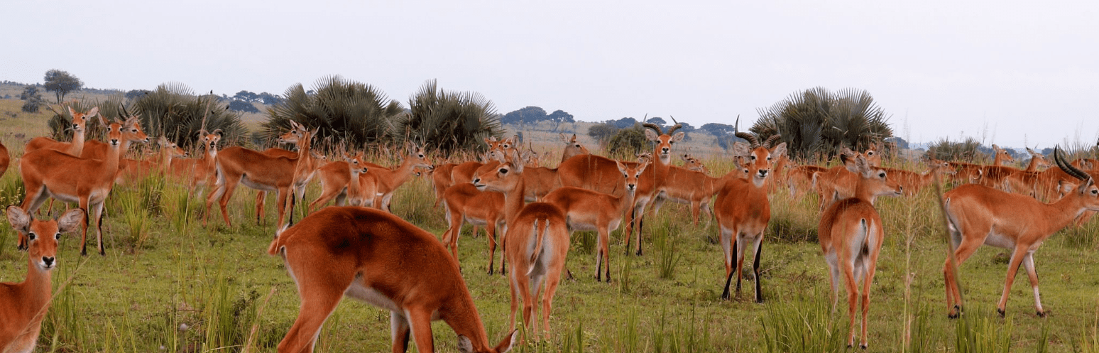 Uganda Safari Extensions – Rwanda & Kenya: A Journey of Discovery, Adventure, and Inspiration
