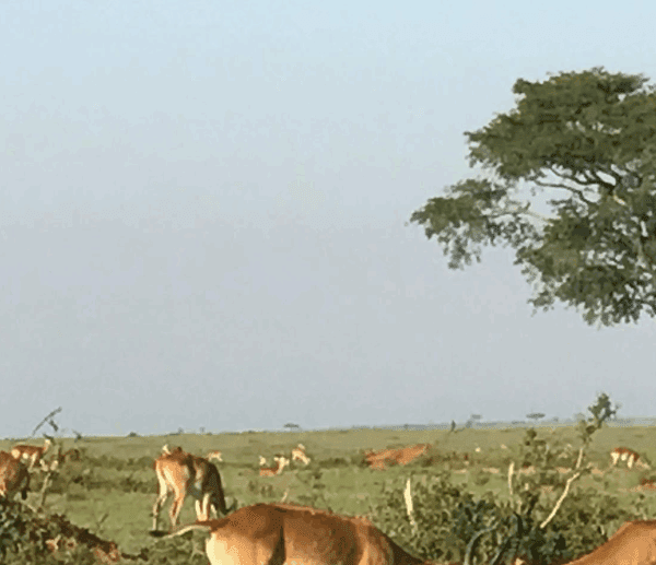 Uganda Safari Reviews – Real Experiences