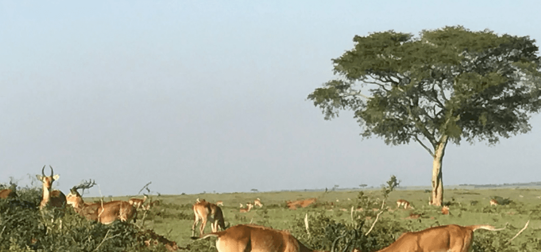 Uganda Safari Reviews – Real Experiences