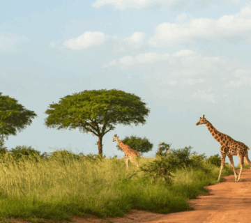 Uganda Safari Safety Tips 2025: Your Ultimate Guide to a Secure and Memorable Adventure