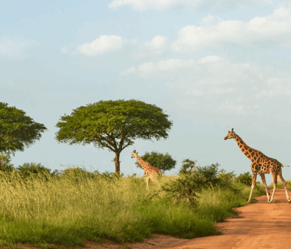 Uganda Safari Safety Tips 2025: Your Ultimate Guide to a Secure and Memorable Adventure