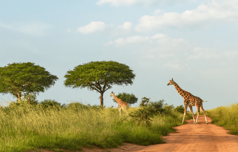 Uganda Safari Safety Tips 2025: Your Ultimate Guide to a Secure and Memorable Adventure