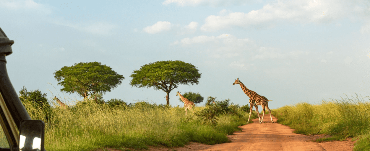 Uganda Safari Safety Tips 2025: Your Ultimate Guide to a Secure and Memorable Adventure