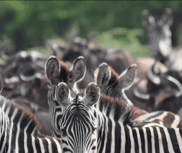 Uganda Safari vs Kenya – Which is Better?