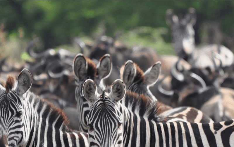 Uganda Safari vs Kenya – Which is Better?