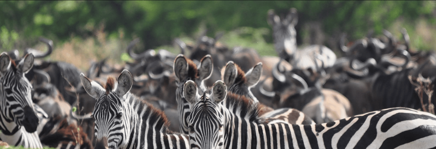 Uganda Safari vs Kenya – Which is Better?