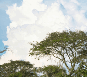 Uganda Safari Weather Guide – Best Months