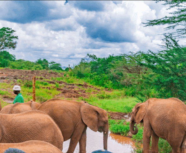 How to Volunteer with Wildlife Conservation in Kenya
