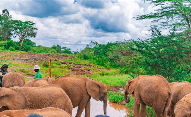How to Volunteer with Wildlife Conservation in Kenya