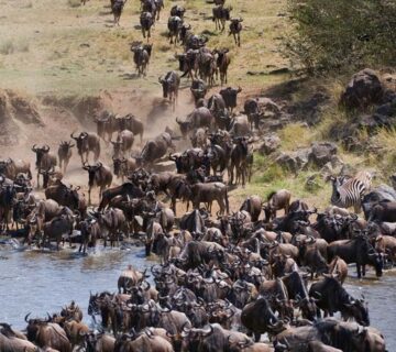 Best Group Tour Packages   Serengeti Wildebeest Migration