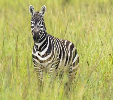 kidepo valley national park zebra-kidepo-valley-national-park