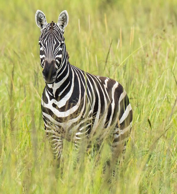 zebra-kidepo-valley-national-park