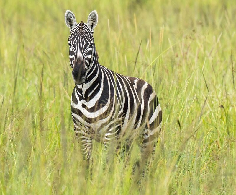 zebra-kidepo-valley-national-park