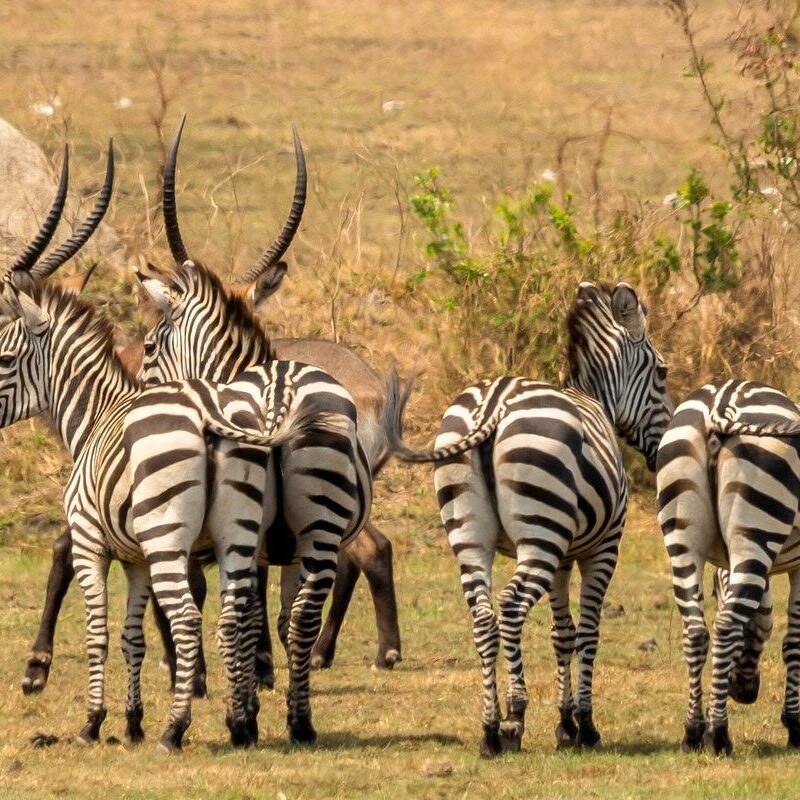 lake-mburo-national-park