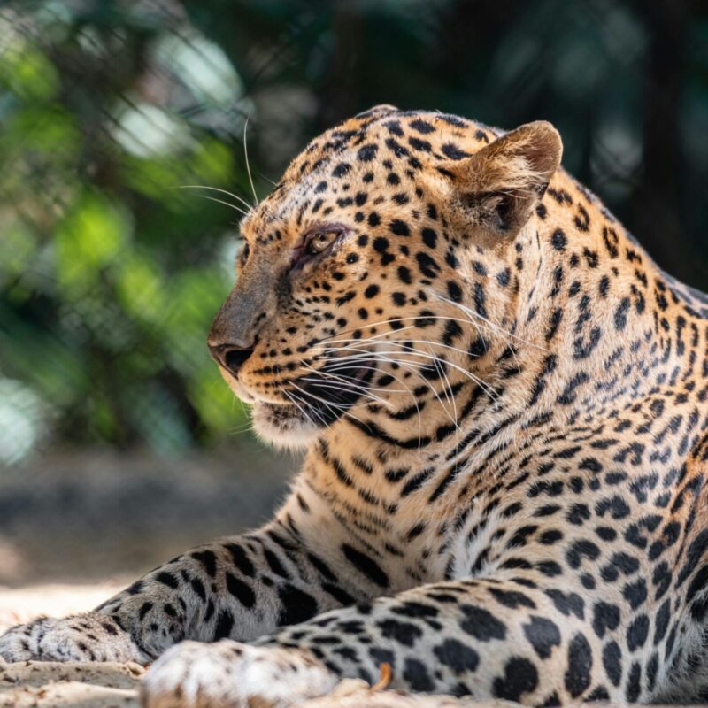 leopards-