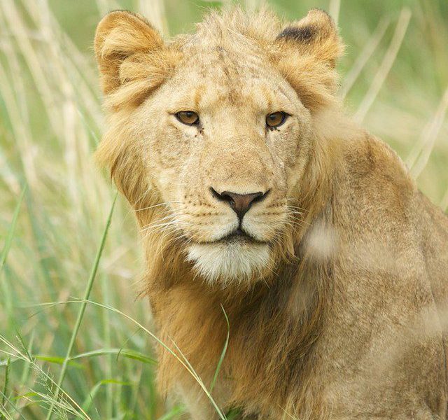 tree-climbing-lion- in-queen-elizabeth-national-park-uganda tree-climbing-lion- in-queen-elizabeth-national-park-uganda