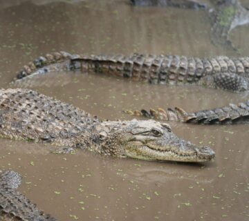 crocodiles