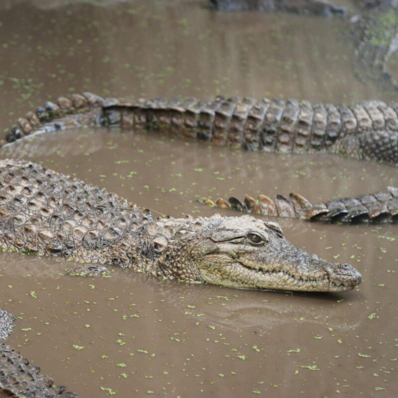 crocodiles