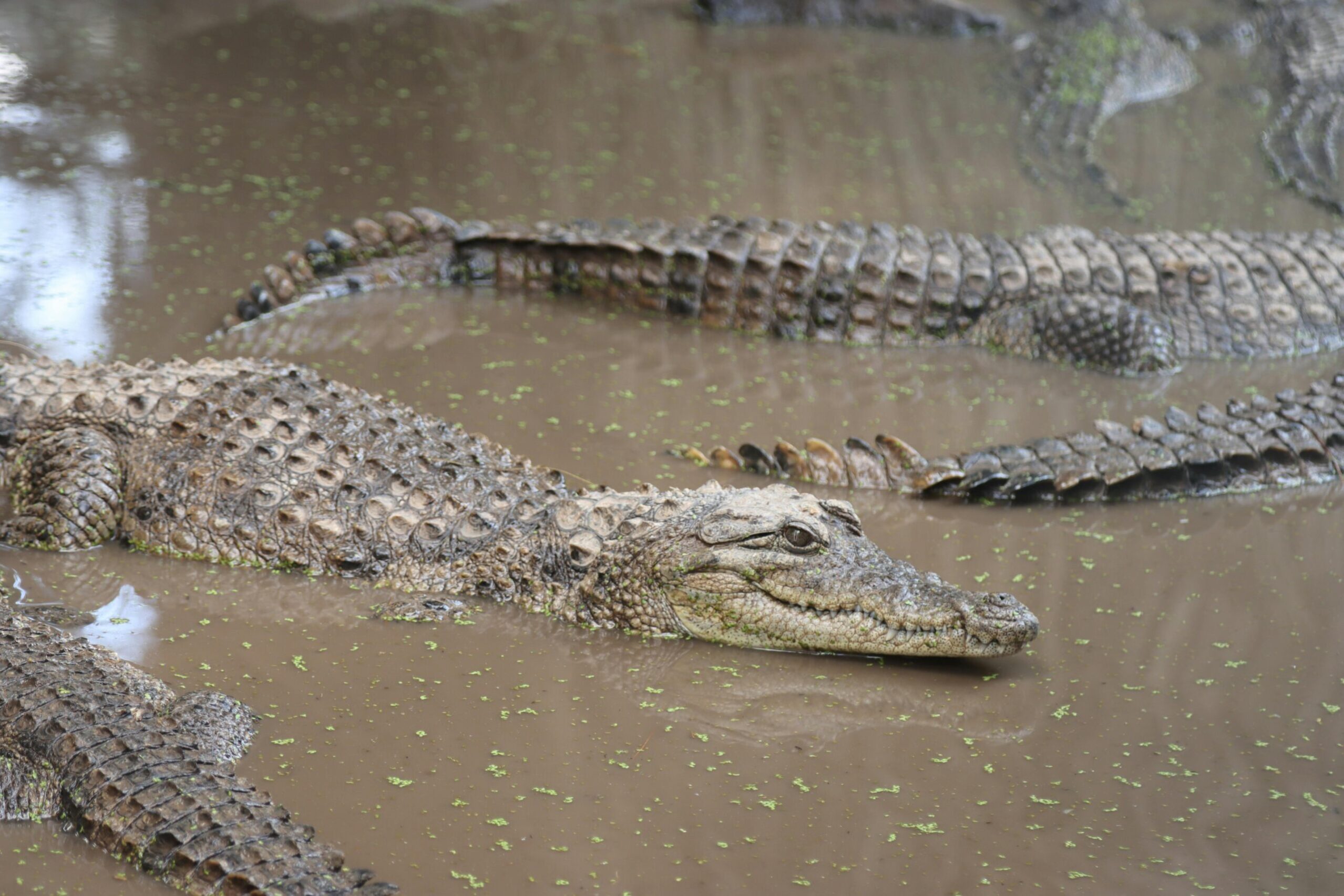 crocodiles