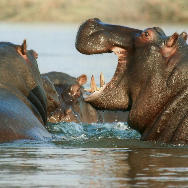 hippos-queen-elizabeth-national-park