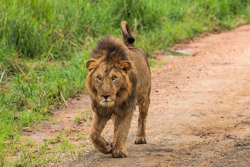 lion-kidepo-national-park