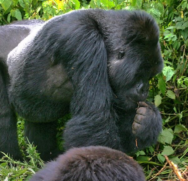 Mgahinga vegetation3 600x580