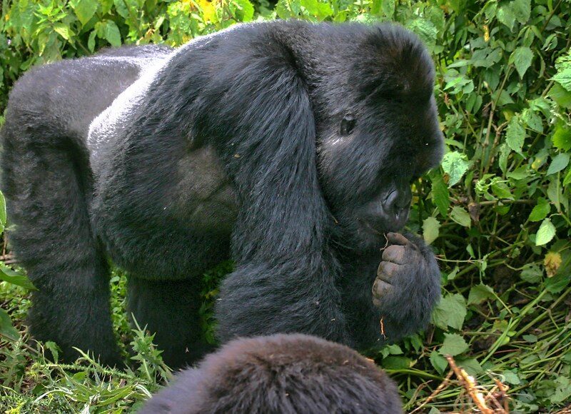 mgahinga vegetation3 mgahinga vegetation3