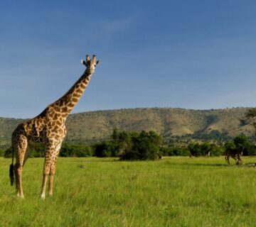 Akagera National Park Rwanda