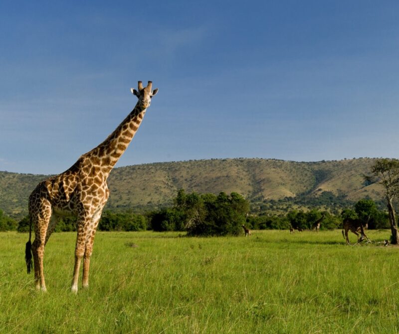 Akagera National Park Rwanda