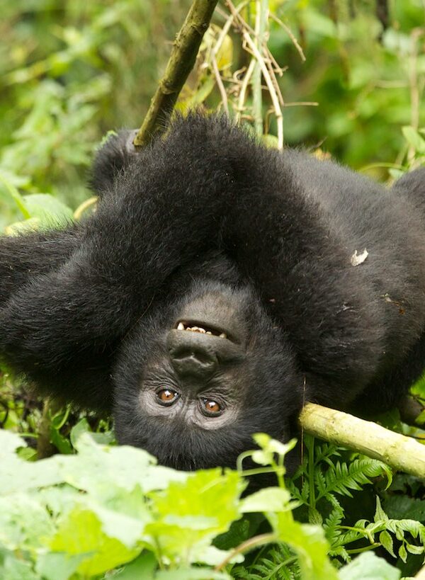 BITUKURA FAMILY – RUHIJA SECTOR6 600x819