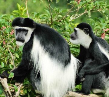 Black and white colobus monkeys