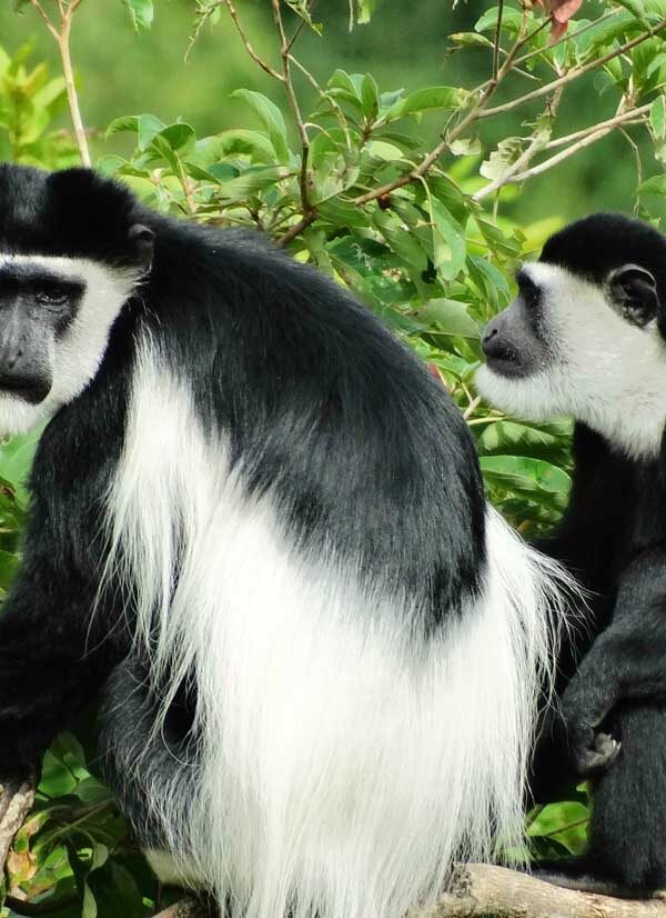 Black and white colobus monkeys