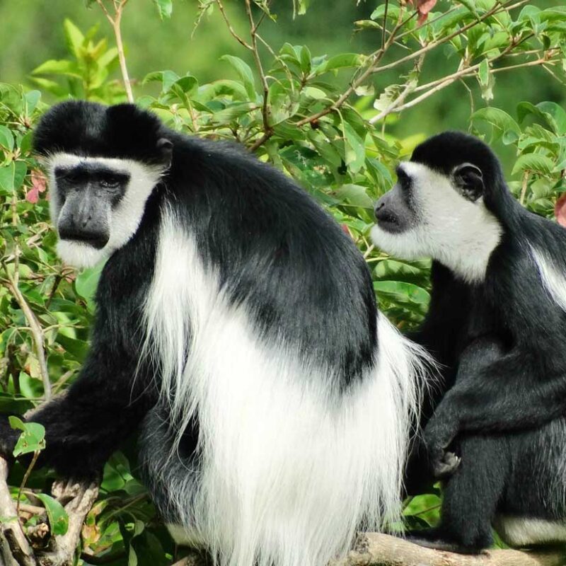 Black-and-white colobus monkeys Black-and-white colobus monkeys