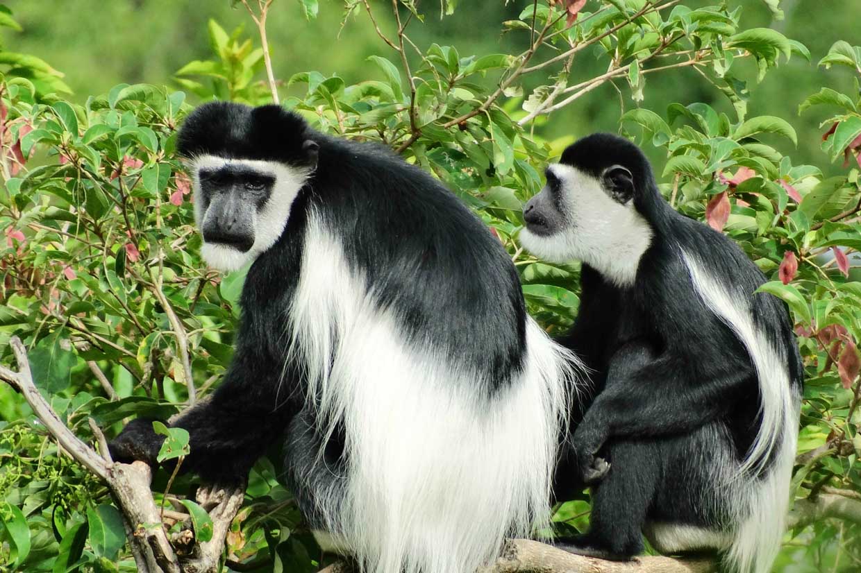 Black and white colobus monkeys