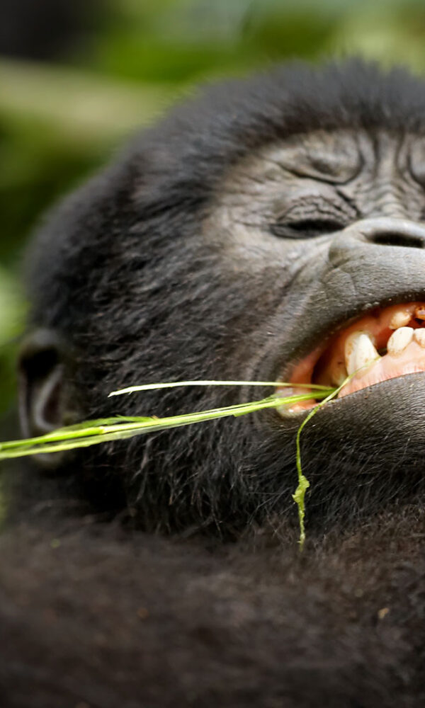 Buhoma Sector Bwindi