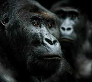 Gorilla Photography Rules
