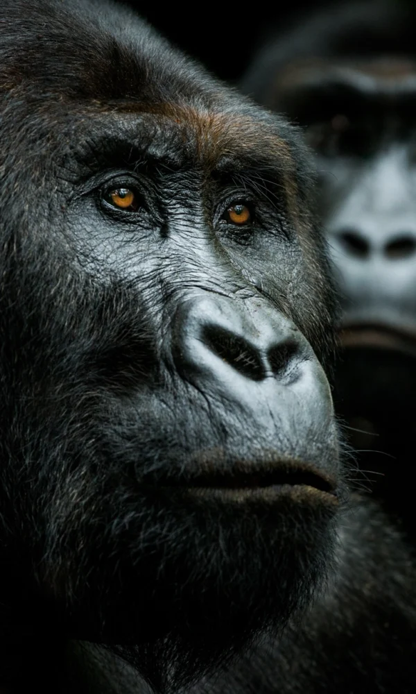 Gorilla Photography Rules