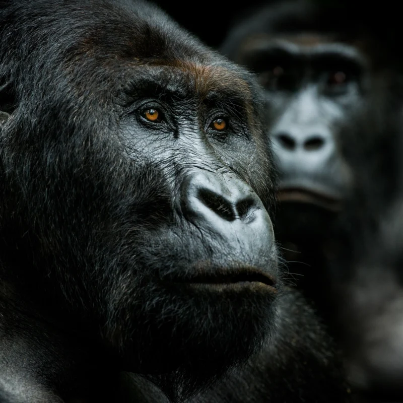 Gorilla Photography Rules Gorilla Photography Rules