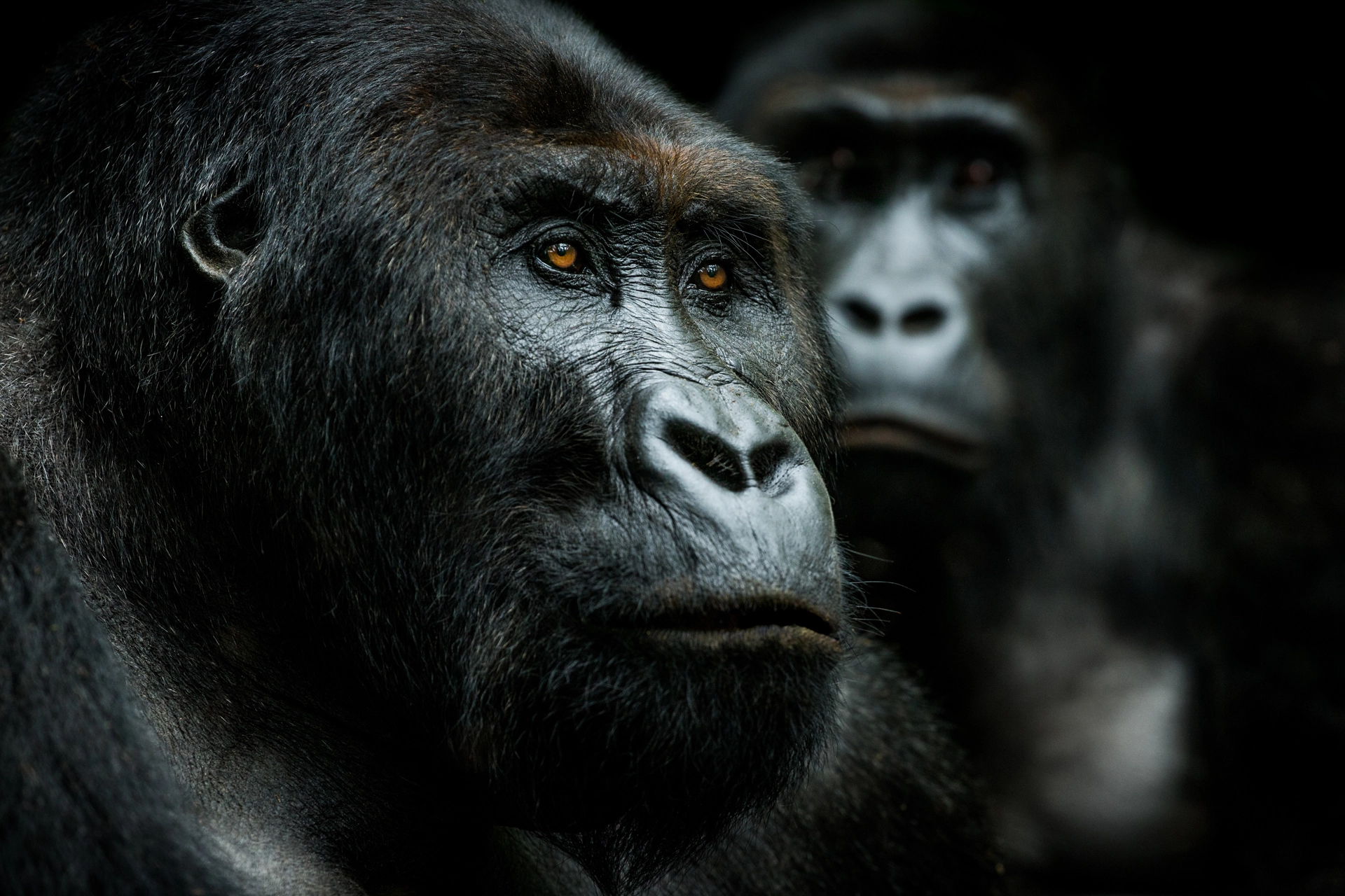 Gorilla Photography Rules
